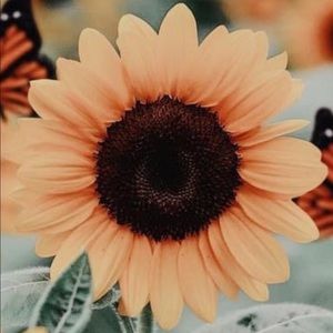 Meet your Posher, Caitlin